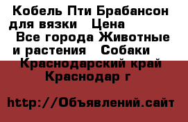 Кобель Пти Брабансон для вязки › Цена ­ 30 000 - Все города Животные и растения » Собаки   . Краснодарский край,Краснодар г.